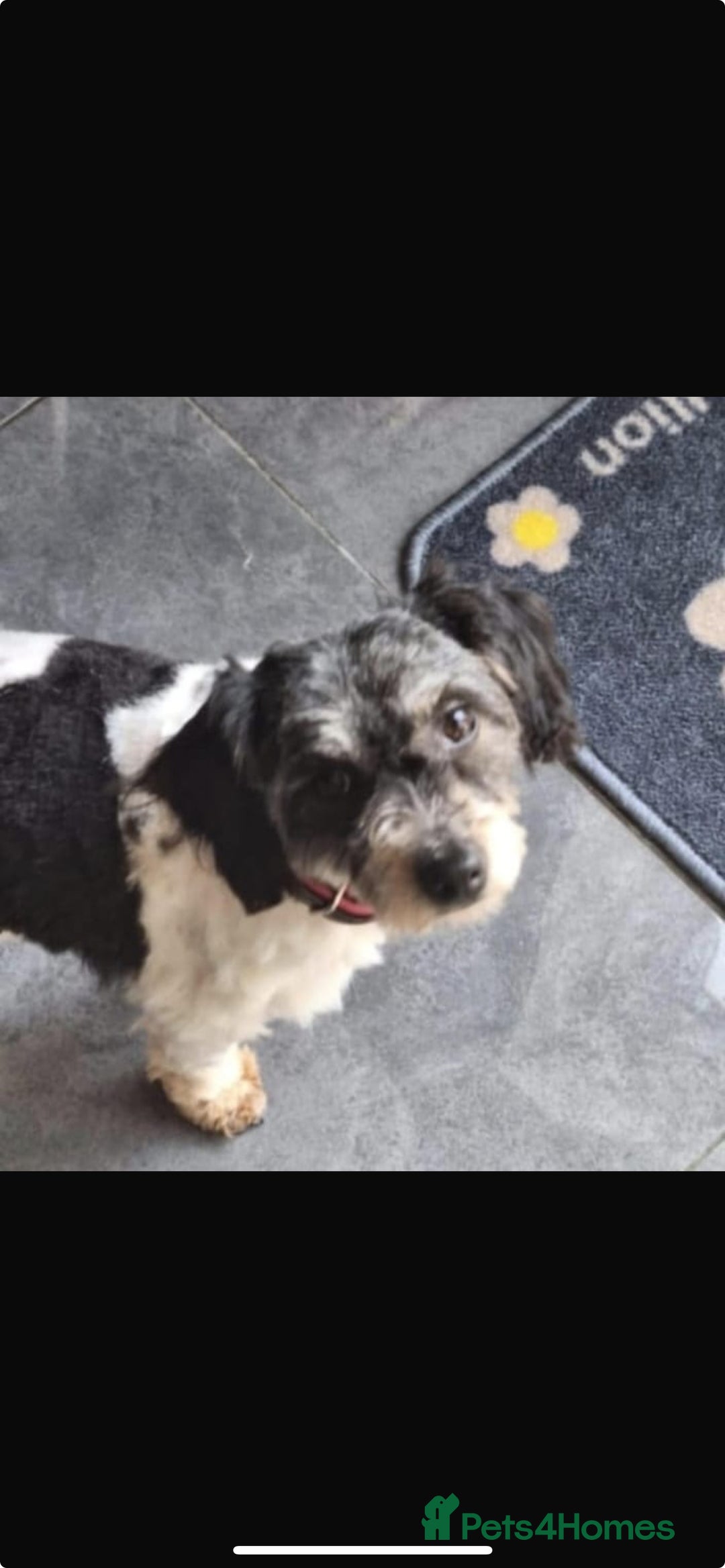 Mixed Breed dogs for adoption: Cola & Pepsi are looking for their forever home! - Image 10