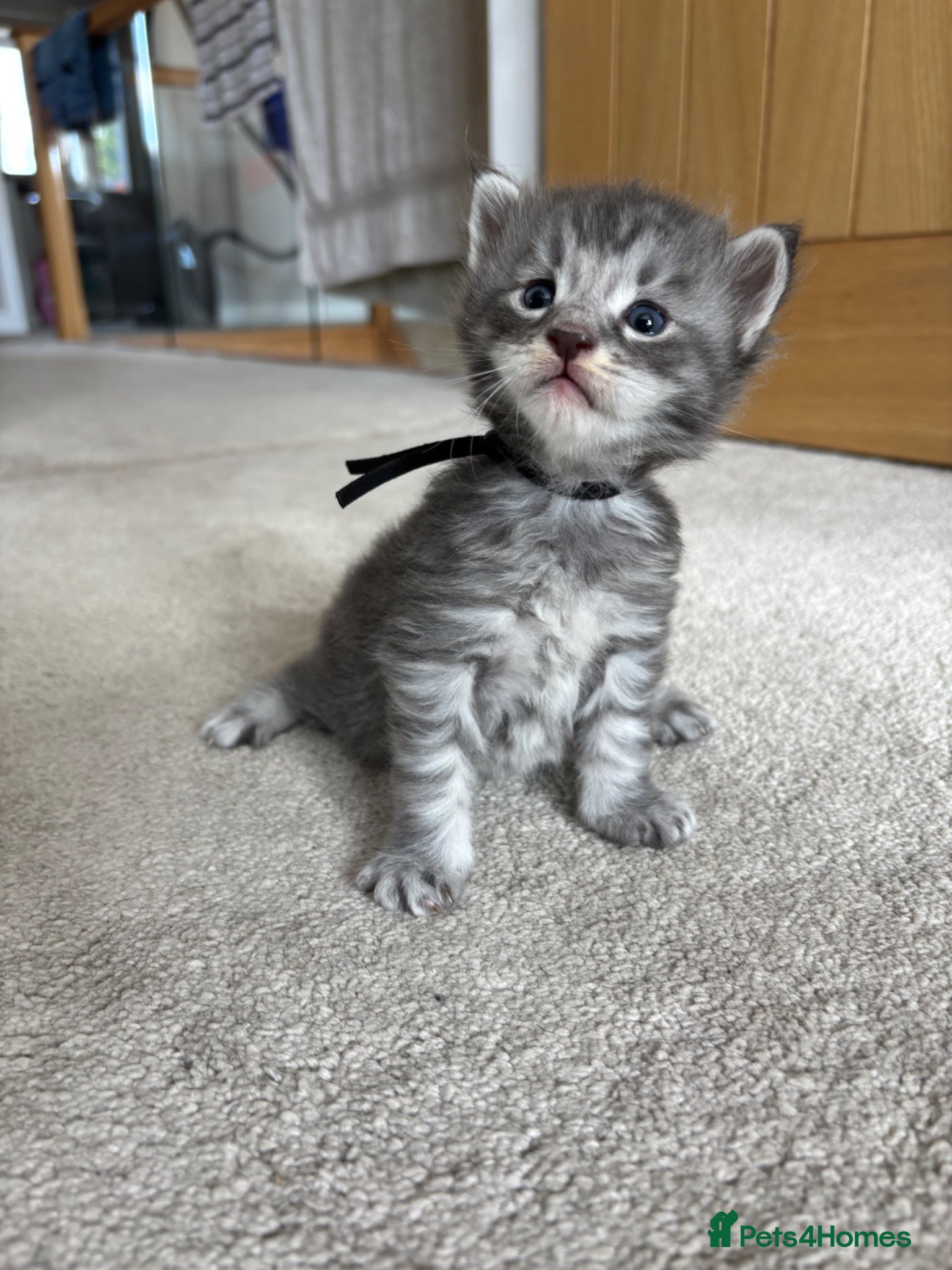 Maine Coon cats for sale: TICA Maine Coon Kittens  - Advert 21