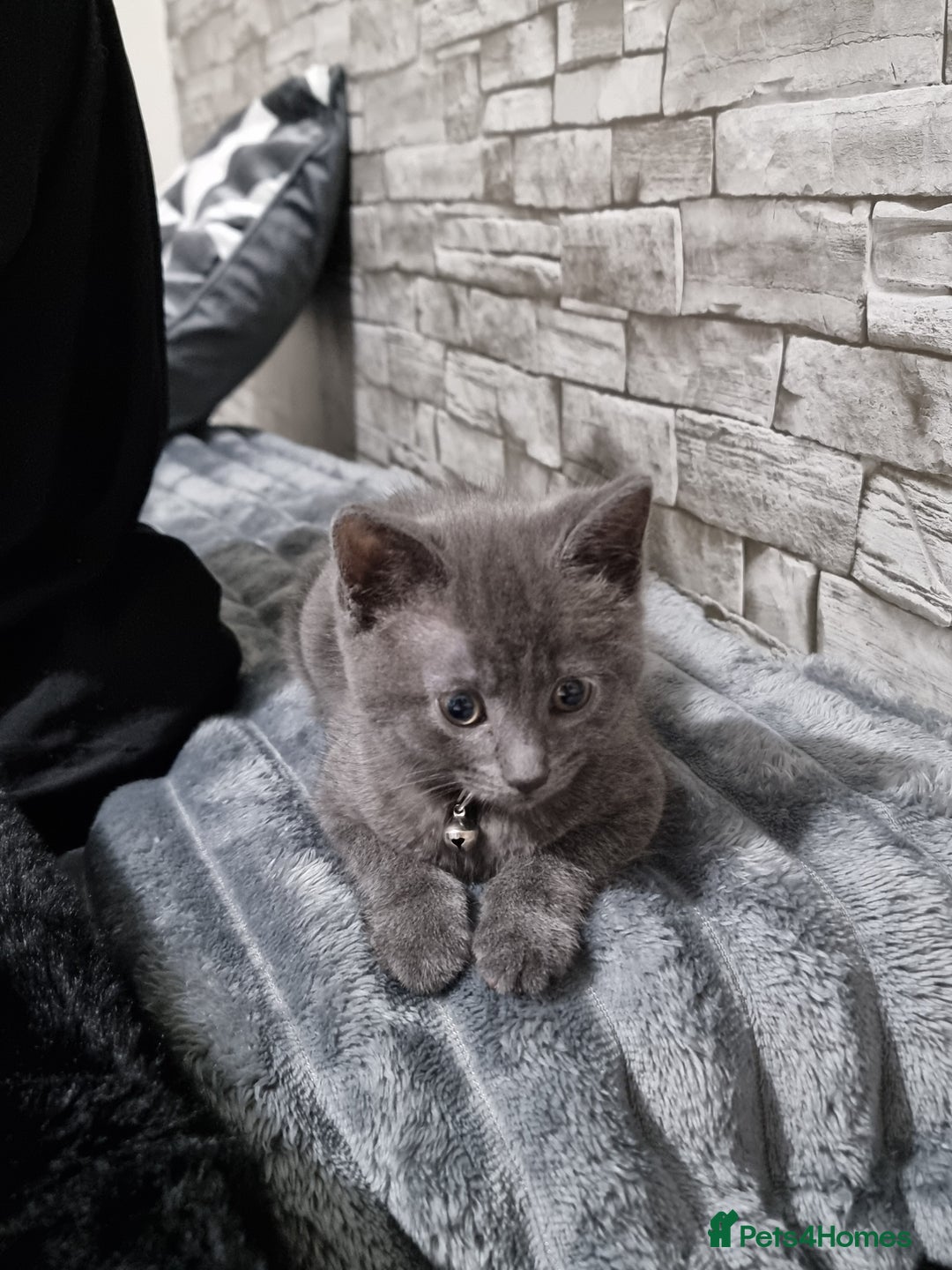 Mixed Breed cats for sale: Beautiful British blue cross Russian blue kitten - Advert 3