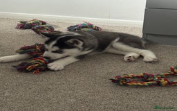 Siberian Husky dogs for sale: Adorable Husky Puppies  - Image 18
