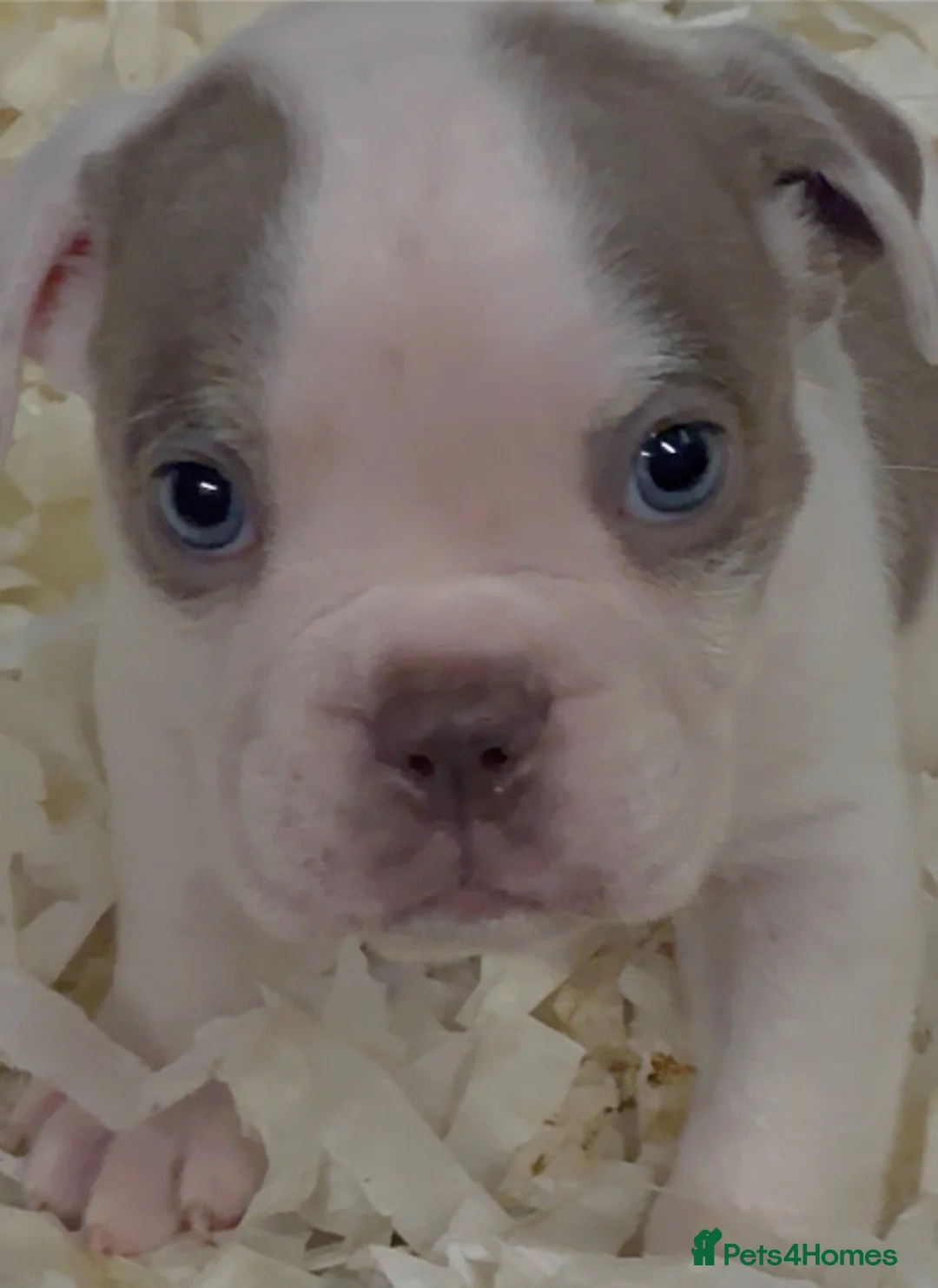 Olde English Bulldogge dogs for sale: 23 years 5⭐️LICENSED & REGISTERED, UK NO1  - Advert 2