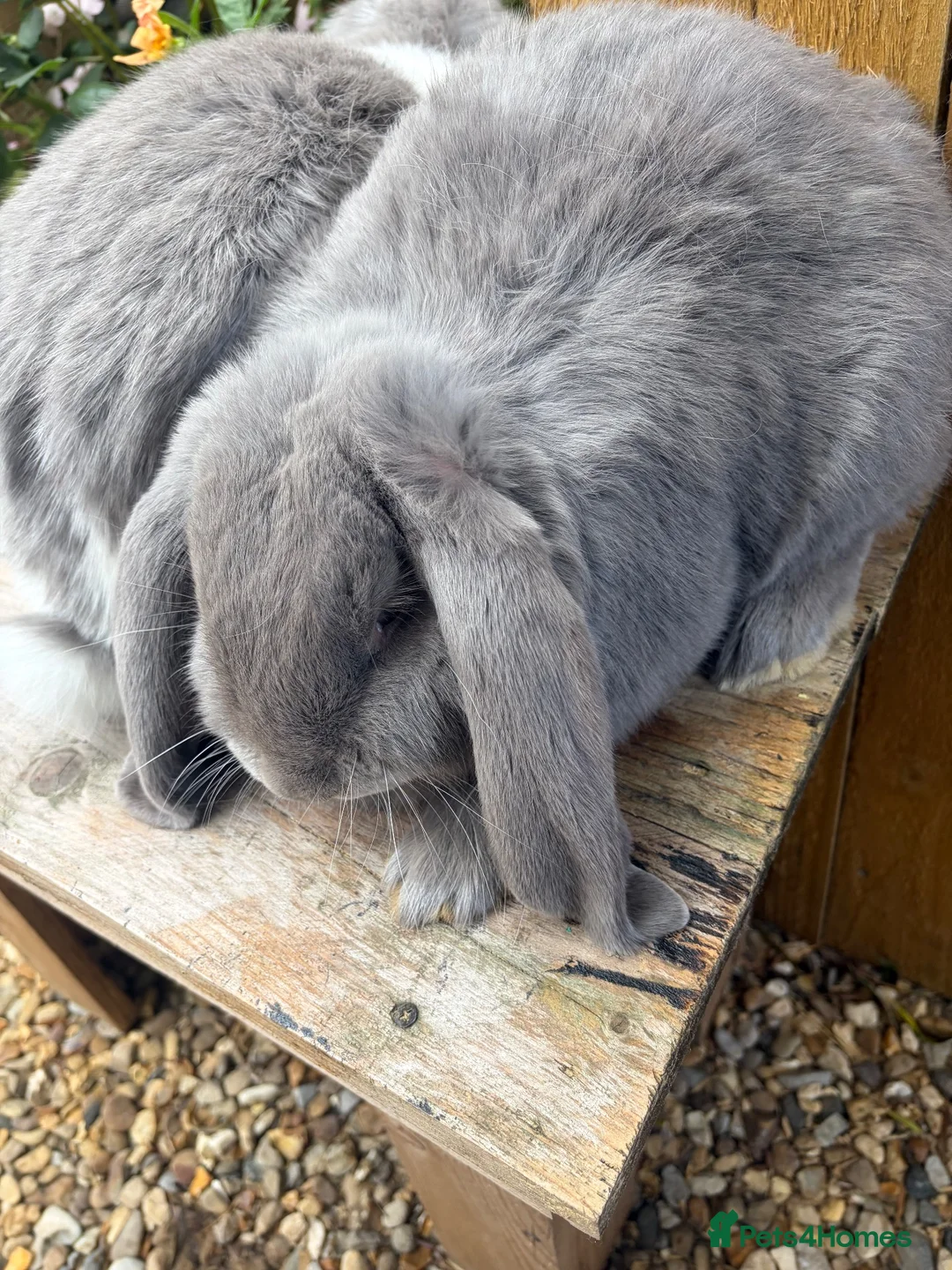 French Lop rabbits for sale: French lops - Advert 2