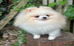 Pomeranian dogs for sale: White and Cream Pomeranian Boys in London - Image 11