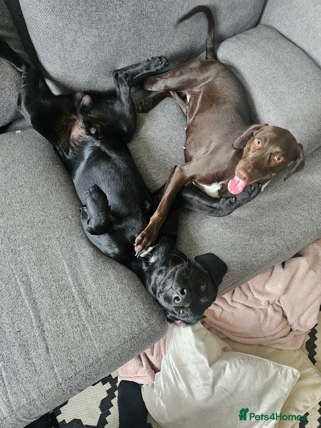Cockerdor dogs for stud: 🐾 STUD AVAILABLE – Dylan the Cockador 🐾 - Image 13