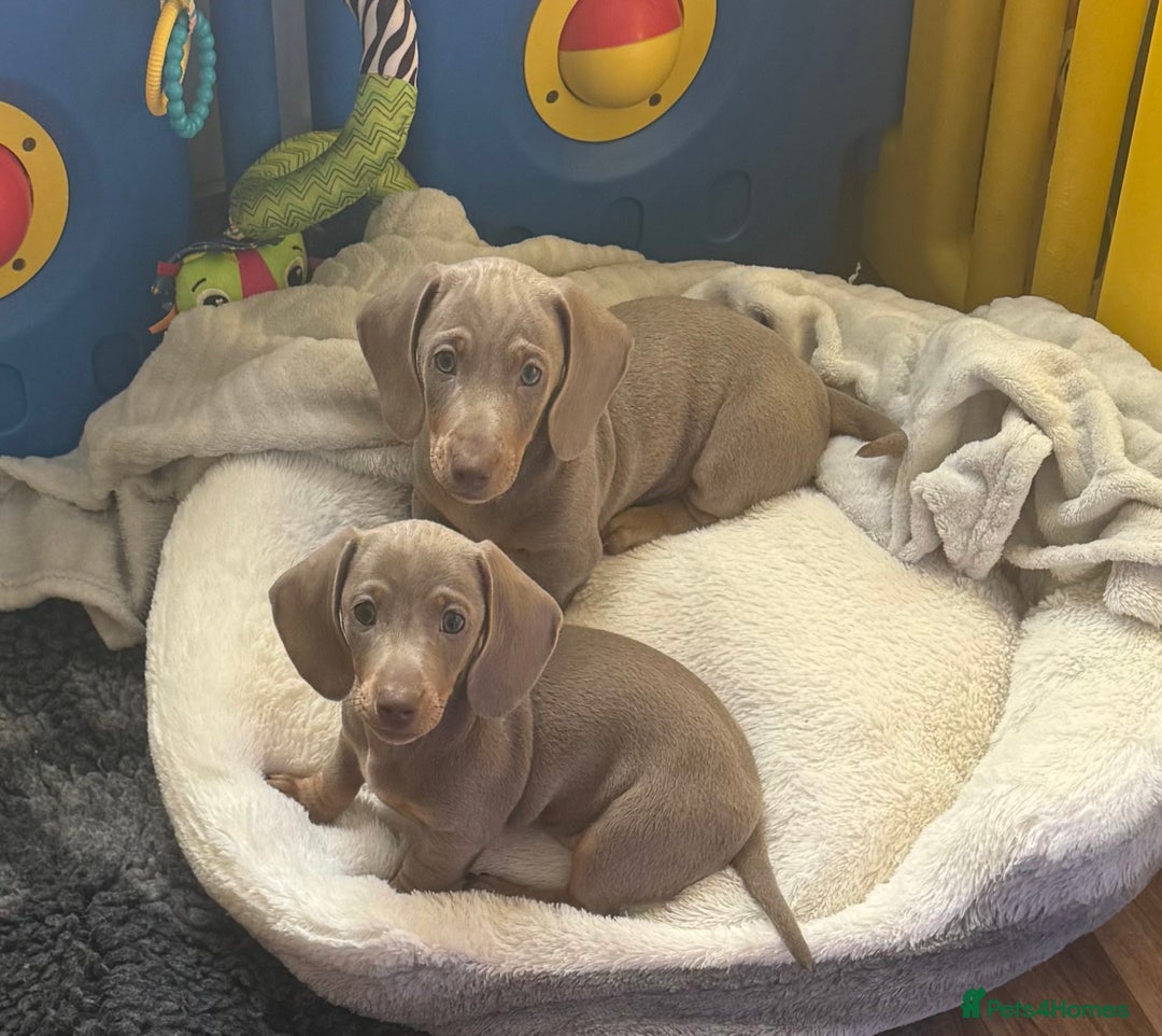 Miniature Dachshund dogs for stud: Frodo at Stud  in Milton Keynes - Image 10