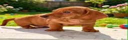 Miniature Dachshund dogs for sale: Gorgeous Miniature Dachshund Puppies -RKC - Advert 3