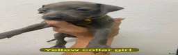 Italian Greyhound dogs for sale: 7/8 Italian greyhound puppies in Sutton Coldfield - Advert 4
