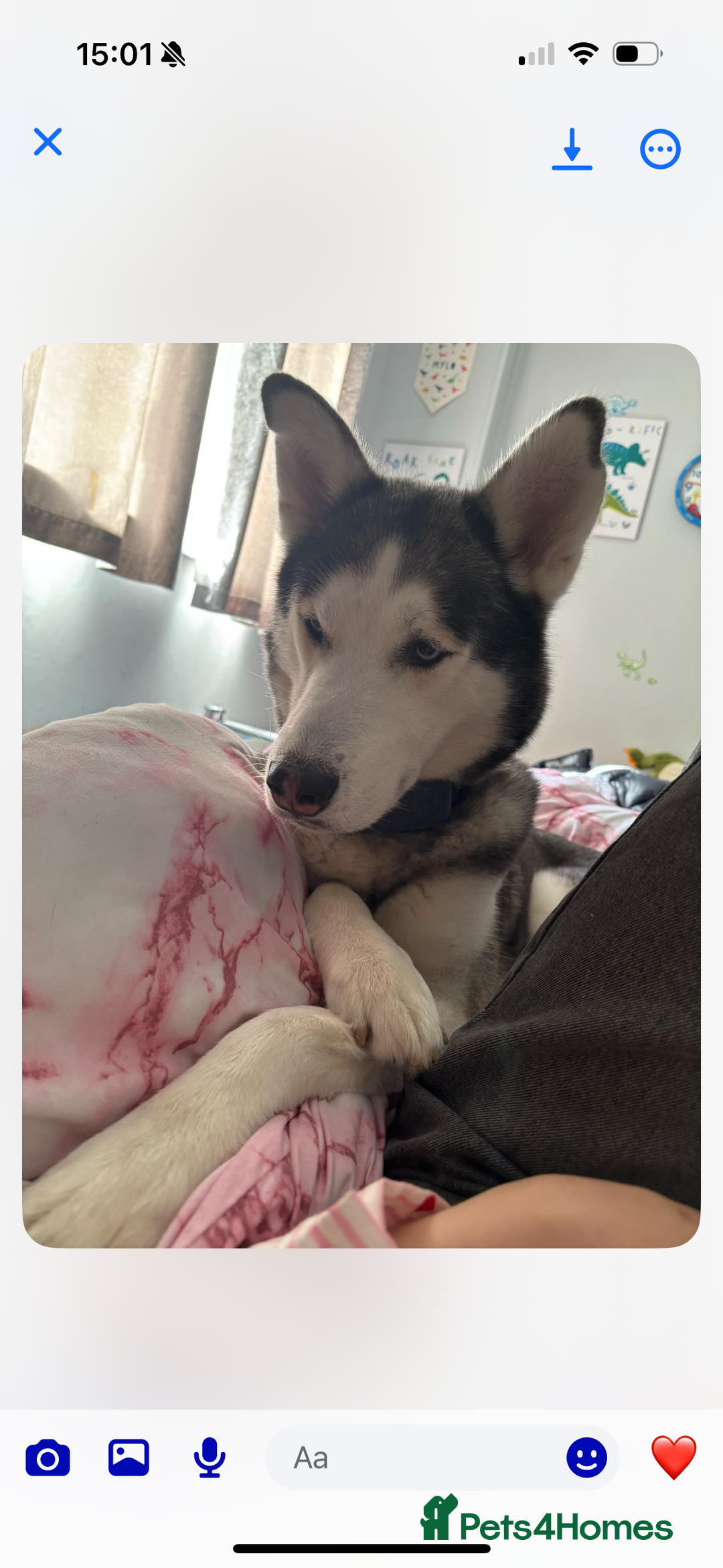 Siberian Husky dogs for sale: Siberian husky puppy - Image 2