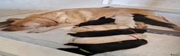 Labrador Retriever dogs for sale: Gorgeous black labrador boys. in Burton-on-Trent - Advert 5