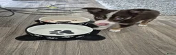 Border Collie dogs for sale: Male border collie last one left in Immingham - Advert 10