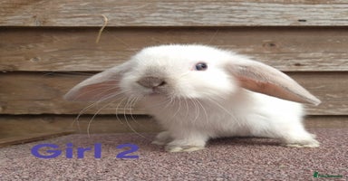 Mini Lop rabbits - Advert 15