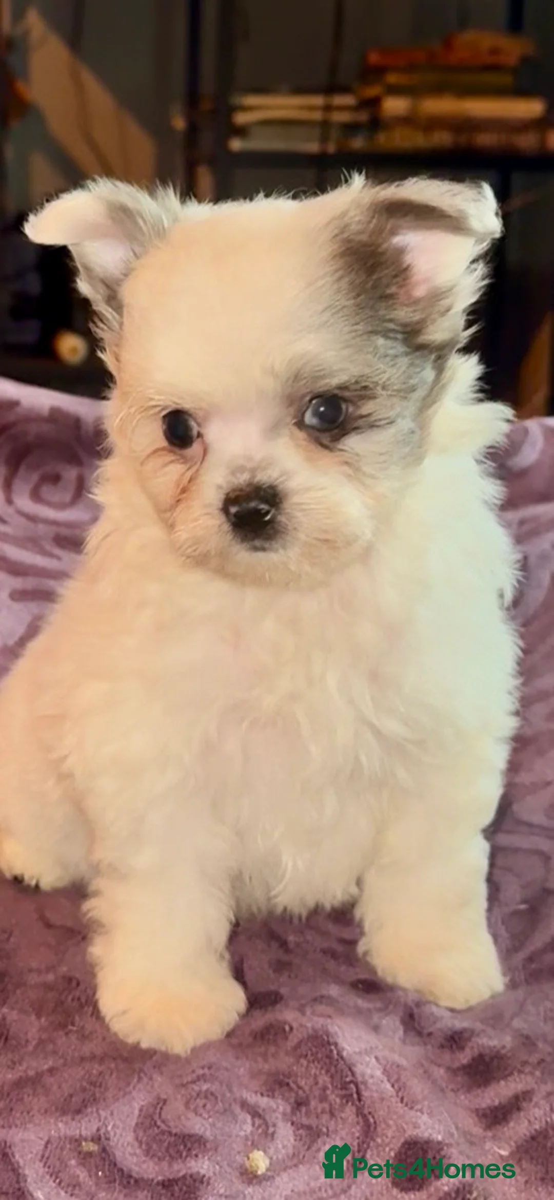 Mixed Breed dogs for sale: Maltipoo babies ready now..  - Advert 6