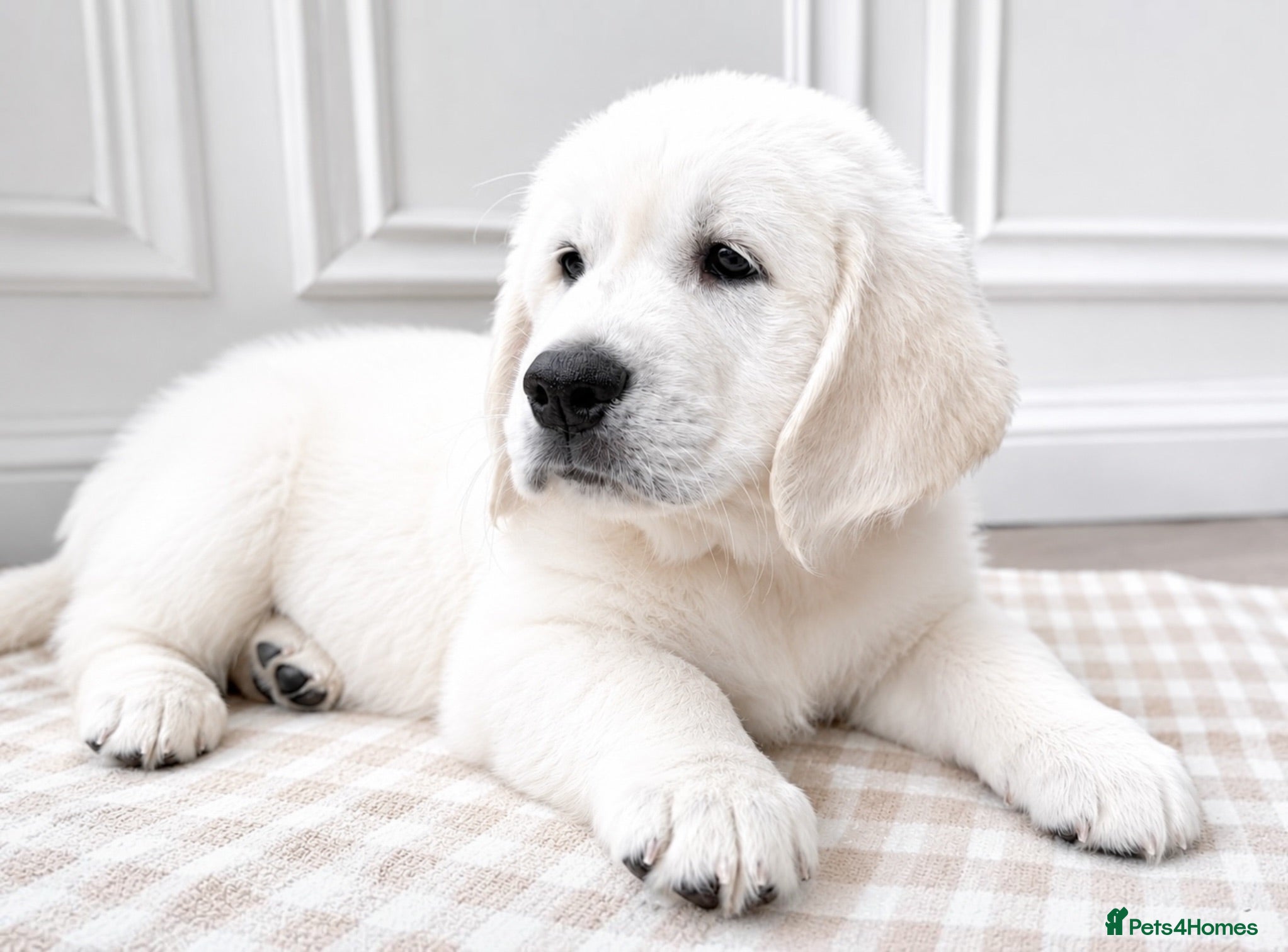 Golden Retriever dogs Impressive Championships ~ Outstanding DNA tested  - Advert 1