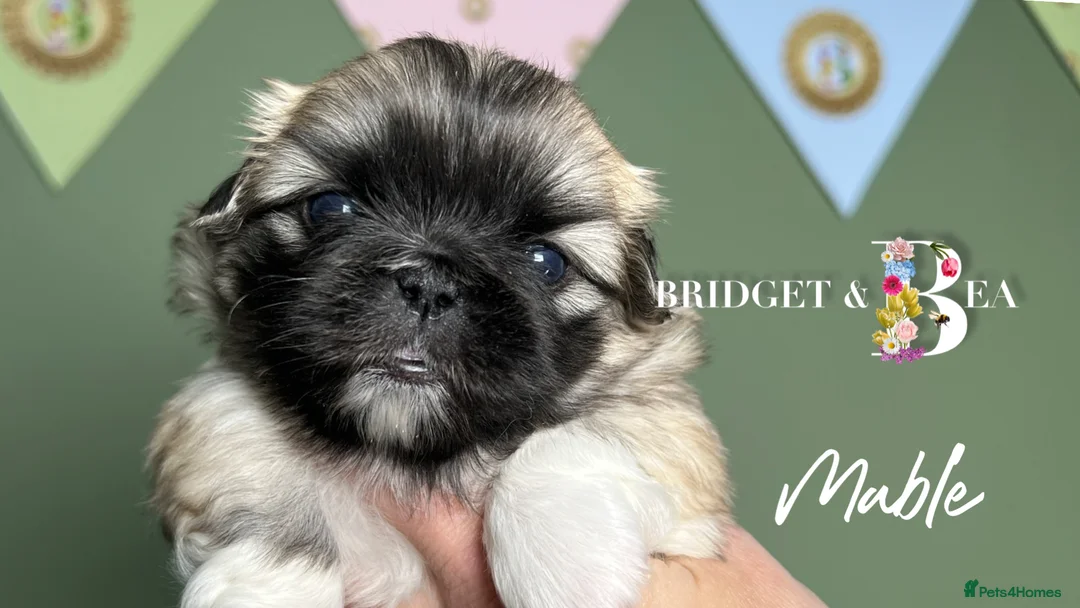 Pekingese dogs for sale: 🩷READY NOW 1 girl 1 boy 🩵 - Advert 17