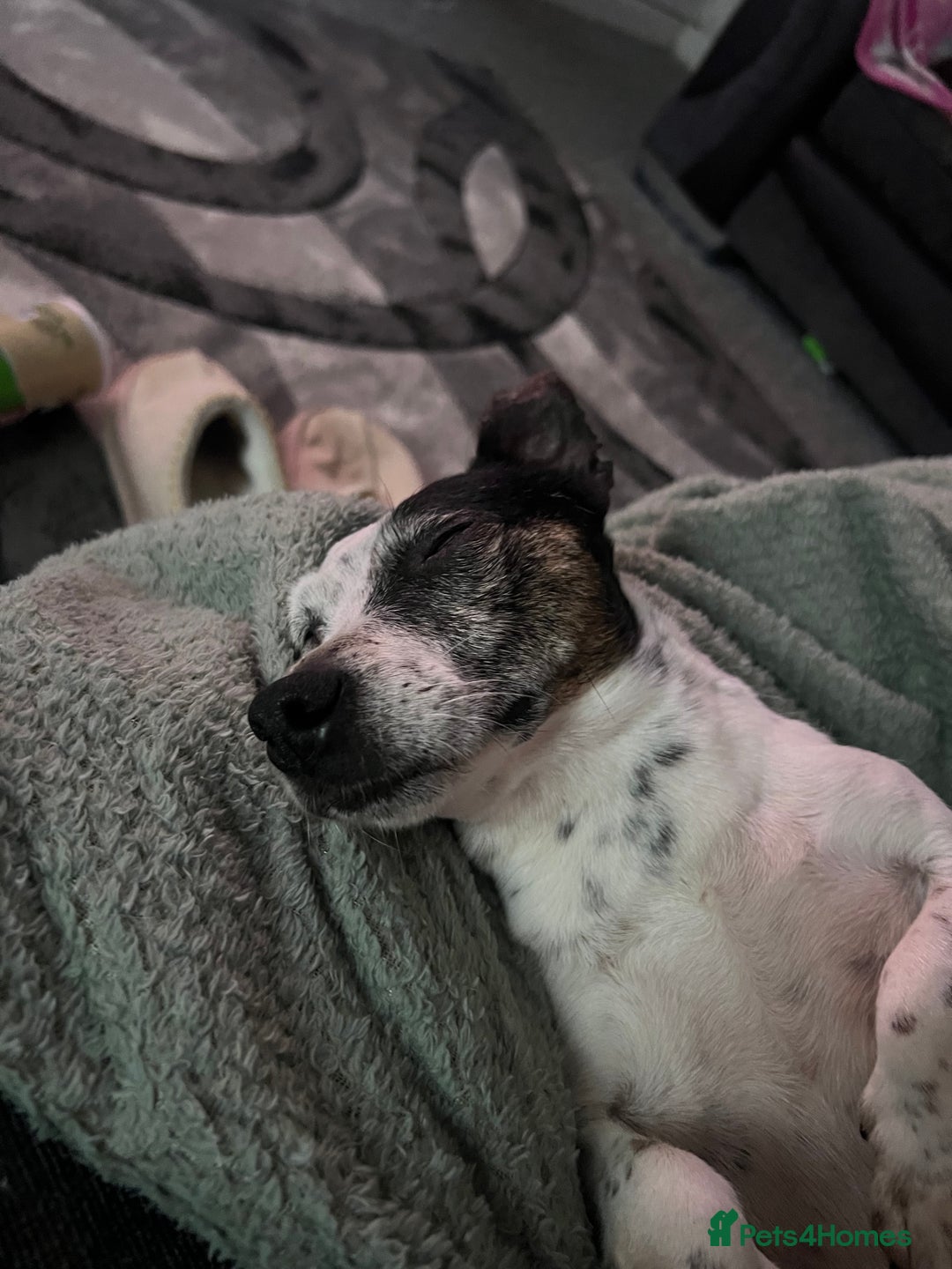 Jack Russell dogs for sale: Bonnie - Advert 13
