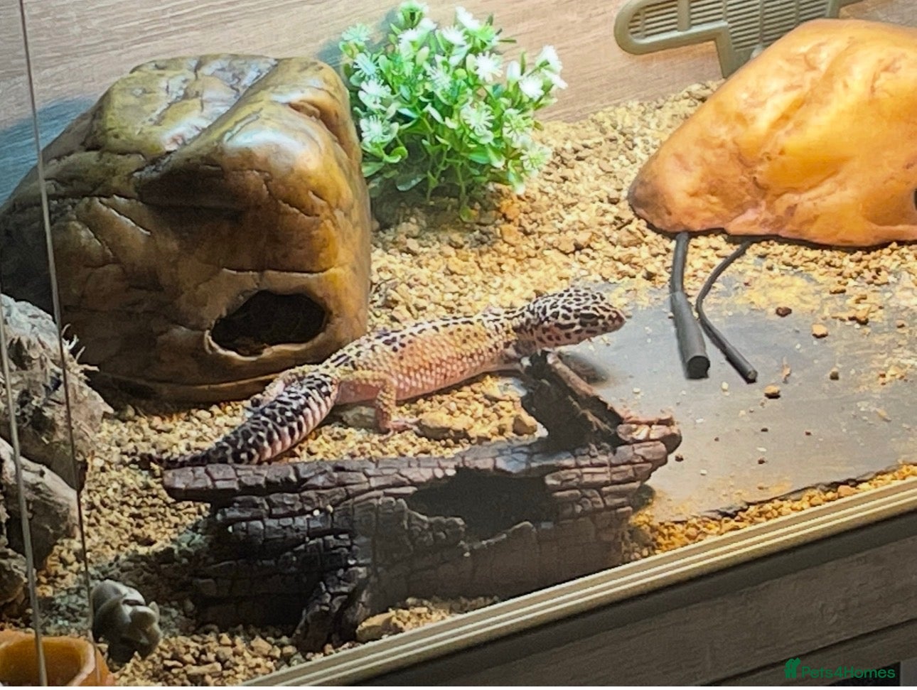 Leopard Gecko reptiles Female Leopard Gecko and Complete Set Up - Advert 6