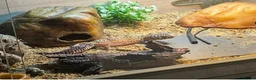 Leopard Gecko reptiles for sale: Female Leopard Gecko and Complete Set Up in Rochester - Advert 1