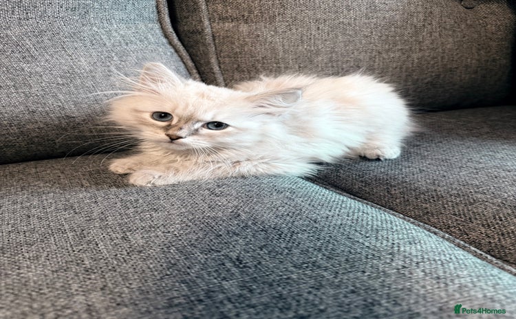 Siberian cats - Advert 3