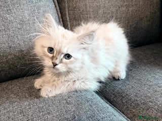 Siberian cats - Advert 1