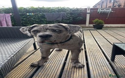Cane Corso dogs for sale: Cane corso for Re-homing - Image 10
