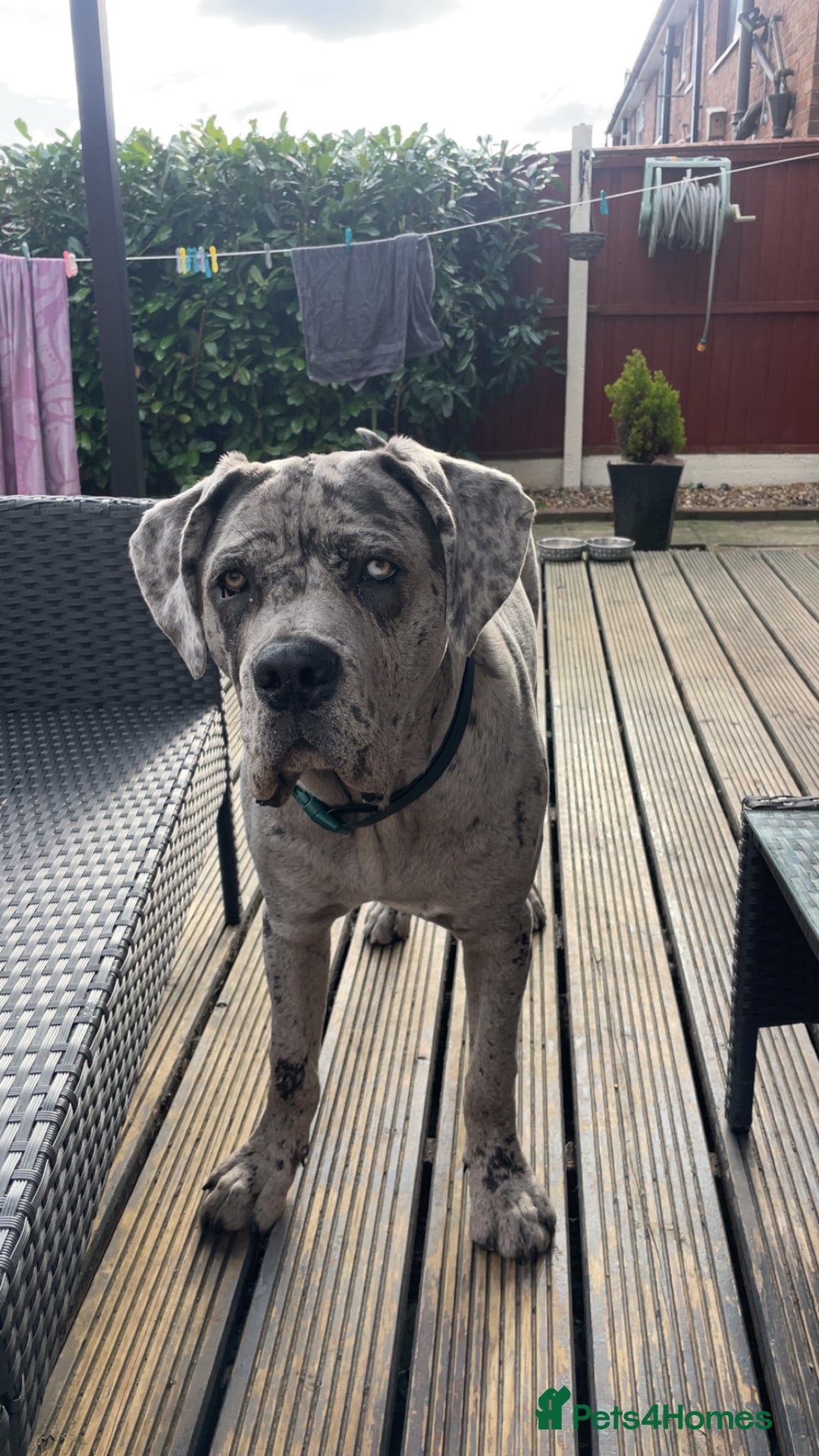 Cane Corso dogs for sale: Cane corso for Re-homing - Image 10