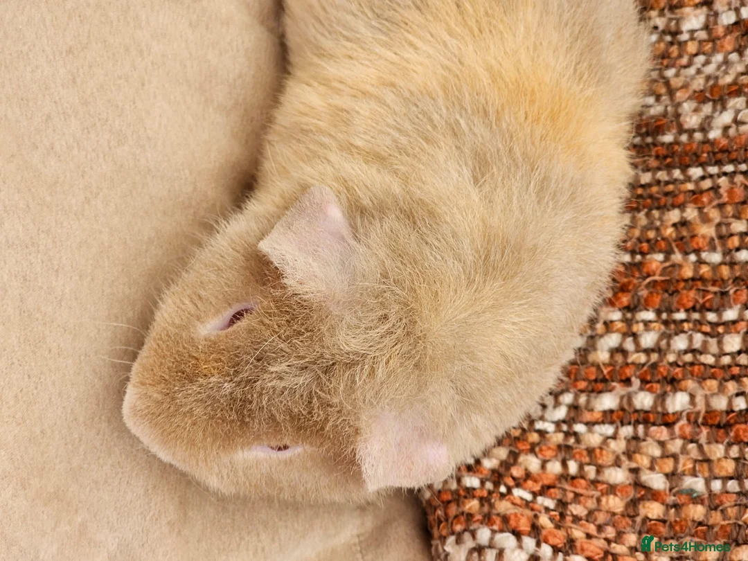Guinea Pig rodents for sale: 2 male teddy guinea pigs - Advert 2