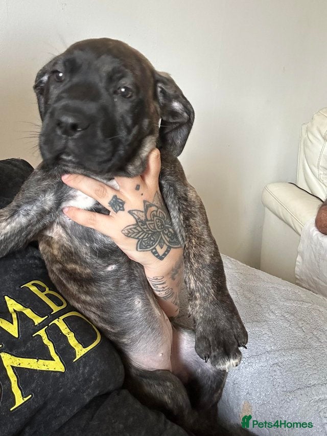 Cane Corso dogs BROWN BRIDLES chunky canecorso puppies - Advert 16