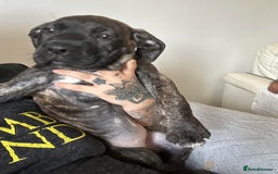 Cane Corso dogs for sale: BROWN BRIDLES chunky canecorso puppies - Image 1