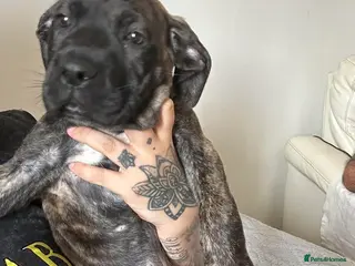 Cane Corso dogs BROWN BRIDLES chunky canecorso puppies - Advert 18