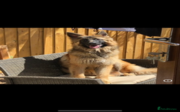 German Shepherd dogs for sale: German shepherd puppies  - Image 9