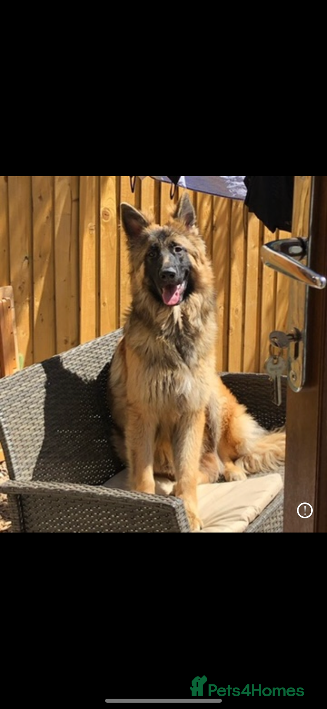 German Shepherd dogs for sale: German shepherd puppies  - Image 9