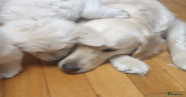 Golden Retriever dogs - Advert 4