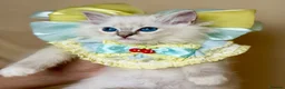 Ragdoll cats for sale: Ready To Leave Blue Lynx Ragdoll 💙Deep Blue Eyes - Advert 27