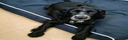 Cocker Spaniel dogs for sale: MALE SHOW COCKER SPANIEL  - Advert 1