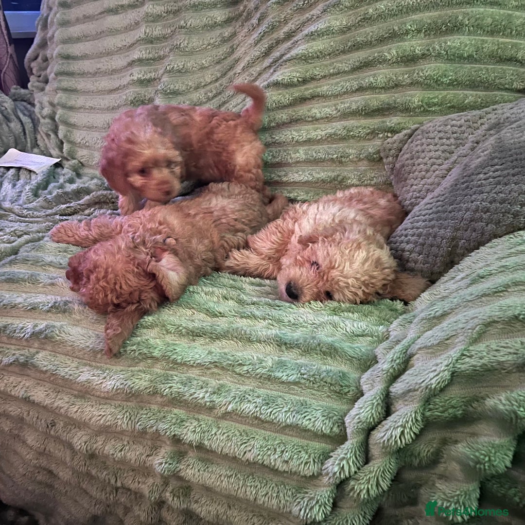 Australian Labradoodle dogs for sale: Fib Labradoodle puppies - Advert 22