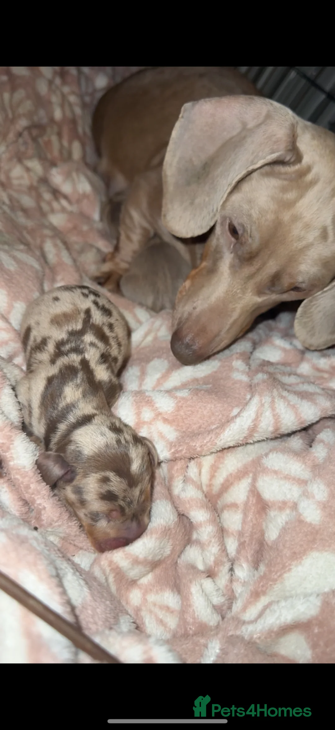 Miniature Dachshund dogs for sale: Two beautiful miniature puppies - Advert 21