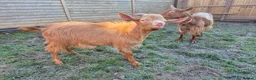Goats livestock for sale: British Guernsey Registered Male - Advert 2
