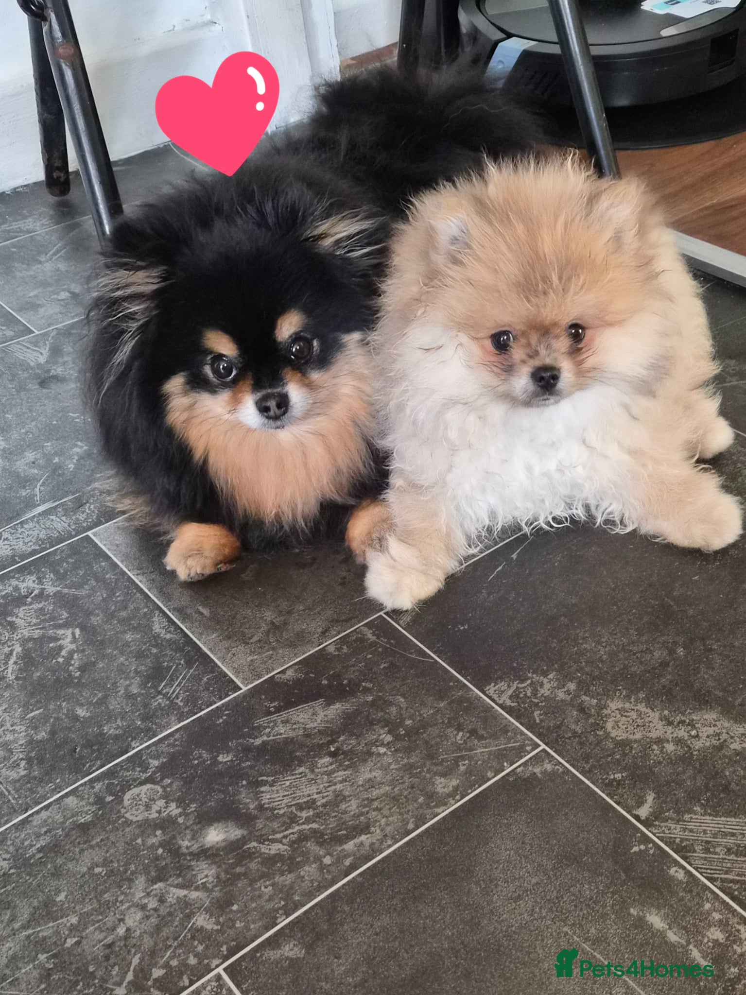 Pomeranian dogs Beautiful tiny pom boy💙💙 - Advert 13