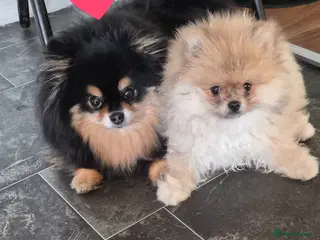 Pomeranian dogs Beautiful tiny pom boy💙💙 - Advert 13