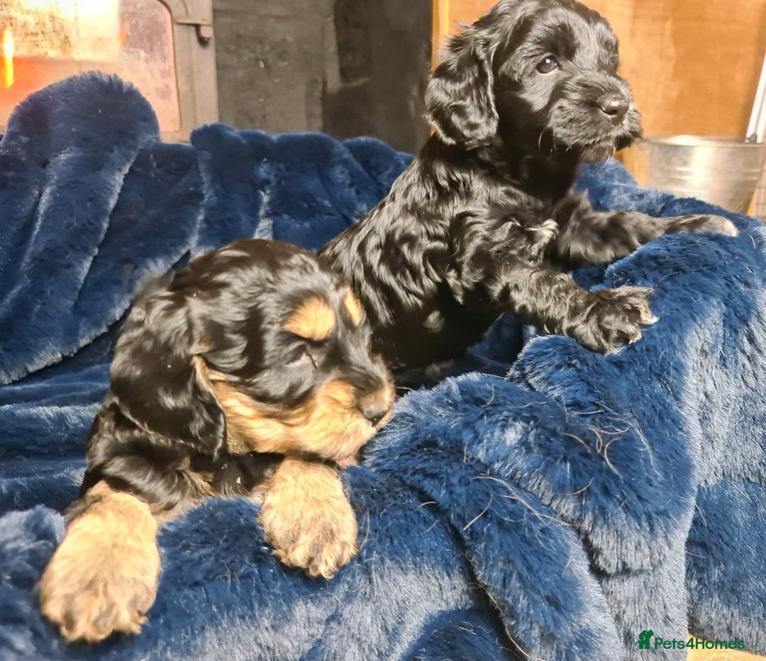 Cockapoo dogs for sale: Exceptional Cockapoo Puppies for Sale - Advert 14