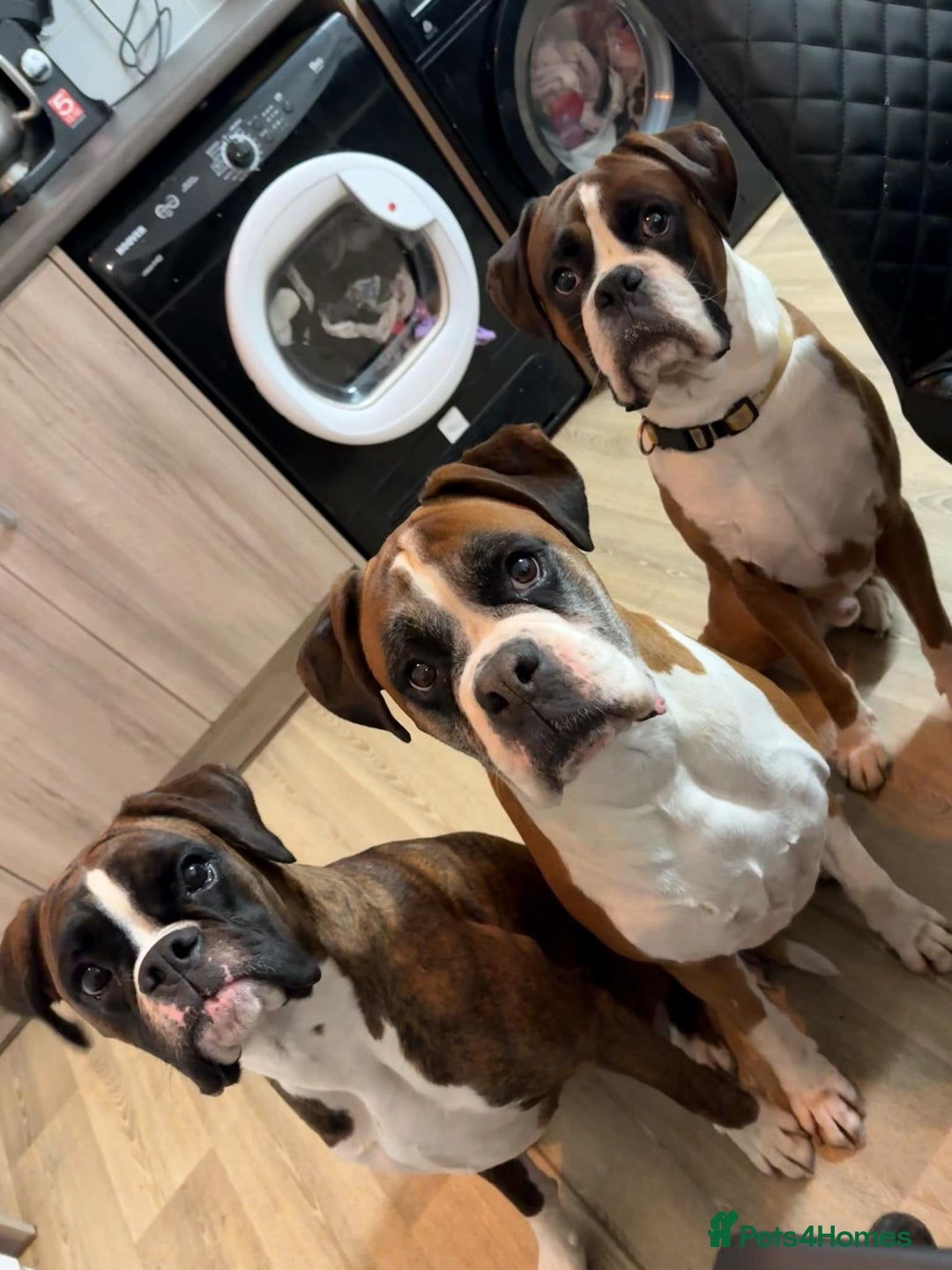 Boxer dogs for sale: 4 CHAMP BLOODLINE CHUNKY BOXER PUPS, bobtail/tail - Advert 4