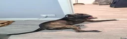 Cane Corso dogs for sale: Cane Corso Mix Staffy Looking For A Good Home in Wednesbury - Advert 3