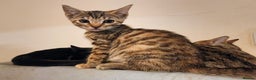 Mixed Breed cats for sale: ✨EXCLUSIVE✨ 5th Gen ASIAN LEOPARD X Bengal kittens - Advert 2