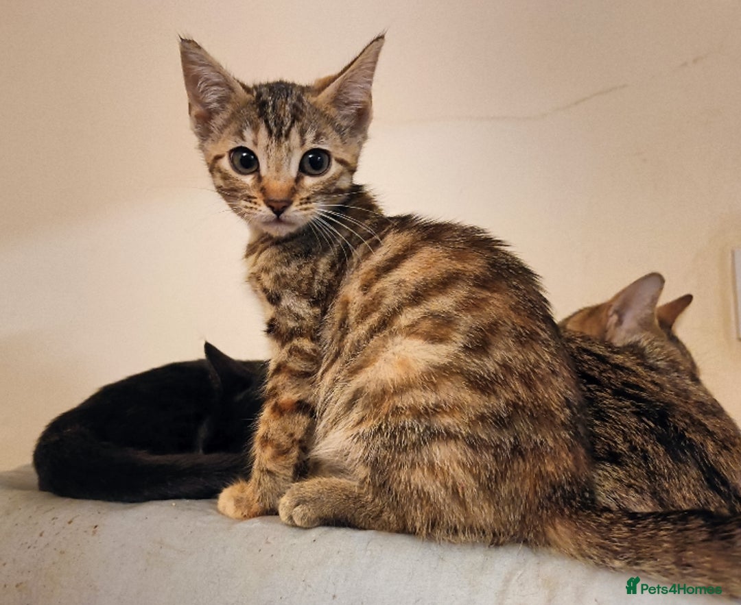 Mixed Breed cats for sale: Bengal Markings Red , Torbie , Silver Rossetted - Image 4