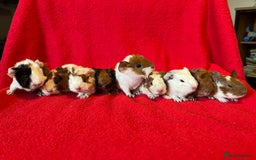 Guinea Pig rodents for sale: Mixed guinea pigs for sale  - Image 1