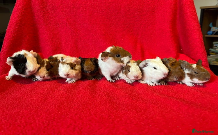 Guinea Pig rodents - Advert 1