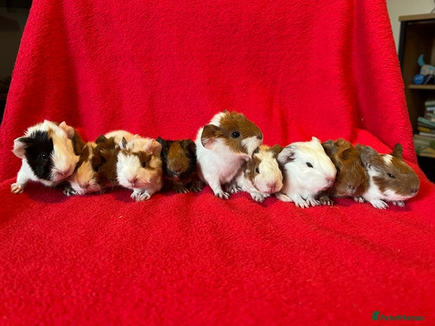 Guinea Pig rodents - Advert 1