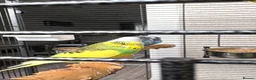 Budgerigars birds for sale: 6 budgies for sale beautiful colpurs - Advert 1