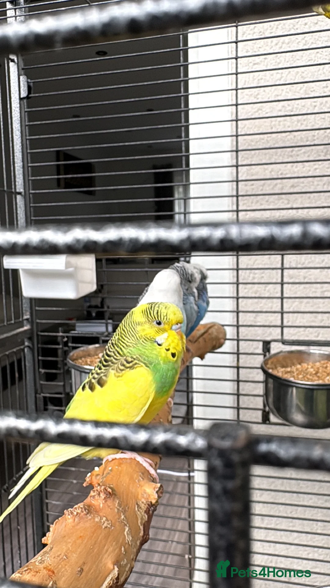 Budgerigars birds for sale: 6 budgies for sale beautiful colpurs - Advert 1