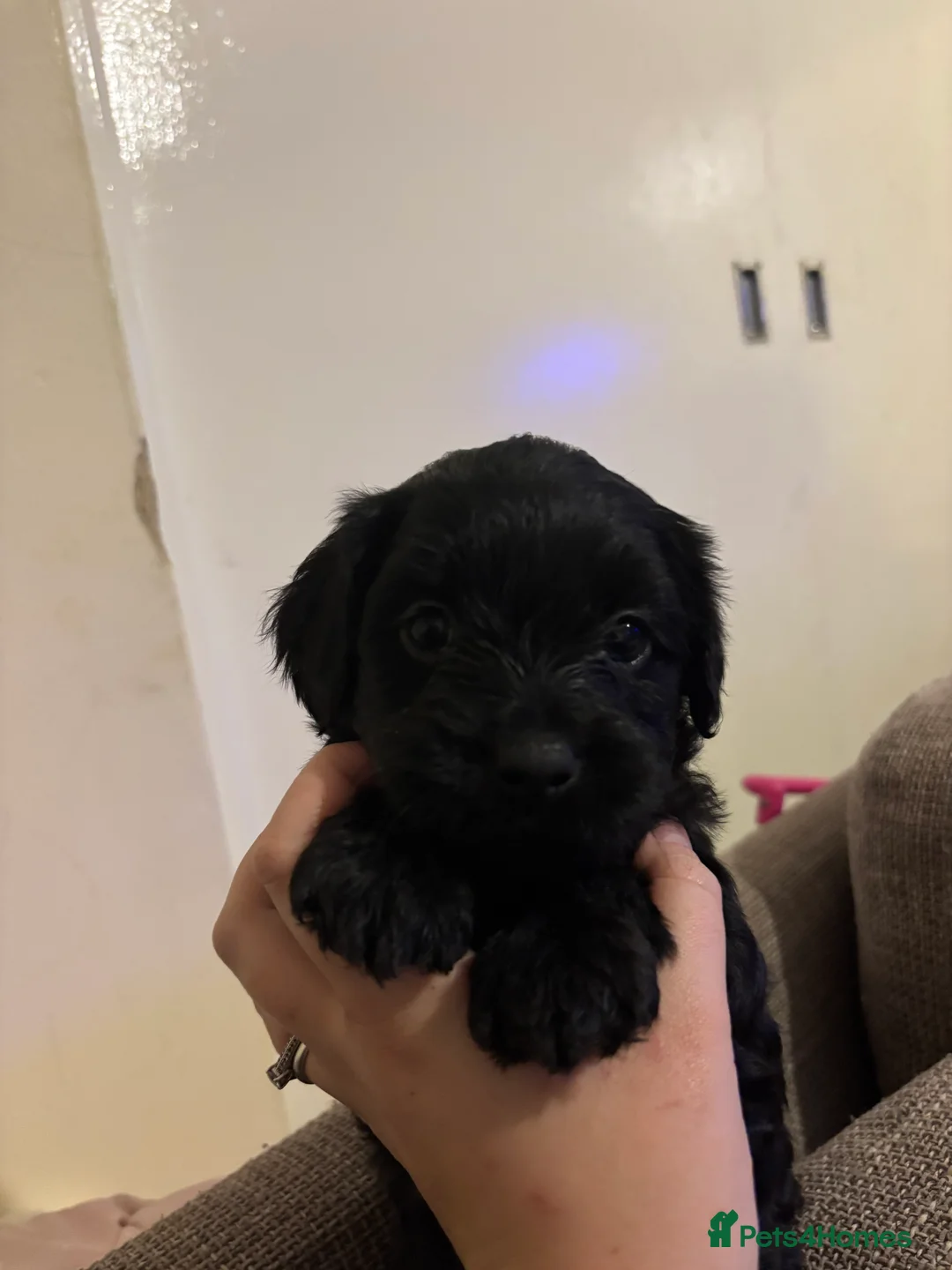 Mixed Breed dogs for sale: One girl puppie - Advert 12